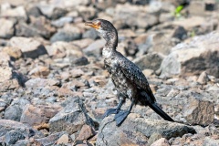 Reed Cormorant [Microcarbo africanus africanus]