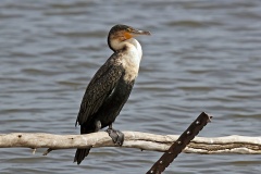 Great Cormorant [Phalacrocorax carbo lucidus]