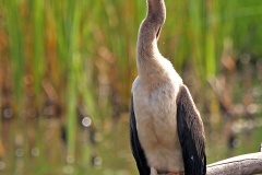 African Darter [Anhinga rufa rufa]