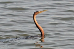 African Darter [Anhinga rufa rufa]
