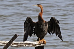 African Darter [Anhinga rufa rufa]