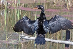 Reed Cormorant [Microcarbo africanus africanus] 