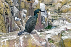 European Shag [Gulosus aristotelis aristotelis] 