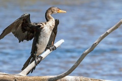 Reed Cormorant [Microcarbo africanus africanus]