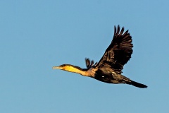Great Cormorant [Phalacrocorax carbo lucidus]