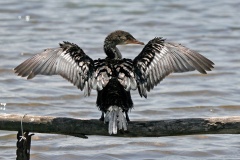 Reed Cormorant [Microcarbo africanus africanus]