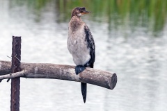 Reed Cormorant [Microcarbo africanus africanus] 