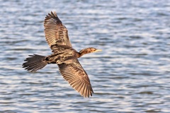 Reed Cormorant [Microcarbo africanus africanus]