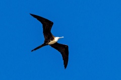 Magnificent Frigatebird [Fregata magnificens magnificens] 
