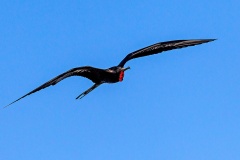 Magnificent Frigatebird [Fregata magnificens magnificens] 
