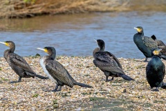 Great Cormorant [Phalacrocorax carbo carbo] 