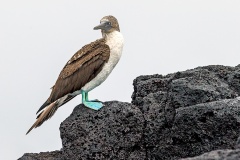 Blue-footed Booby [Sula nebouxii excisa] 