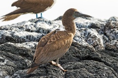 Blue-footed Booby [Sula nebouxii excisa] 
