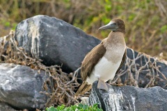 Nazca Booby [Sula granti] 