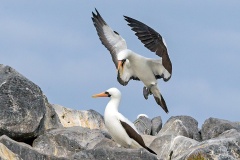 Nazca Booby [Sula granti] 