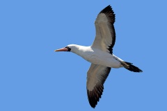 Nazca Booby [Sula granti] 