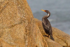 Red-legged Cormorant [Poikilocarbo gaimardi] 