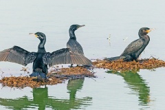Neotropic Cormorant [Nannopterum brasilianum brasilianum] 
