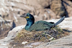 European Shag [Gulosus aristotelis aristotelis]