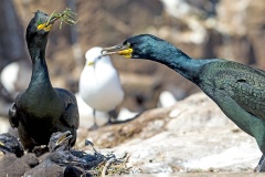 European Shag [Gulosus aristotelis aristotelis]