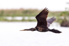 Anhinga [Anhinga anhinga anhinga] 