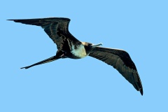 Magnificent Frigatebird [Fregata magnificens magnificens] 