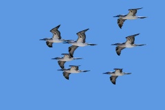 Blue-footed Booby [Sula nebouxii excisa] 