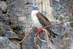 Red-footed Booby [Sula sula websteri] 