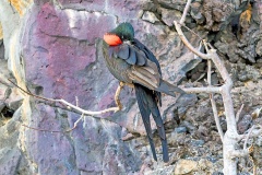 Great Frigatebird [Fregata minor ridgwayi] 