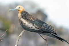 Great Frigatebird [Fregata minor ridgwayi] 