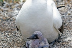 Nazca Booby [Sula granti] 