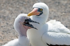 Nazca Booby [Sula granti] 