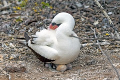 Nazca Booby [Sula granti] 