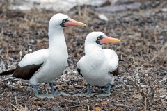Nazca Booby [Sula granti] 