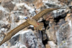 Red-footed Booby [Sula sula websteri] 