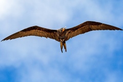 Great Frigatebird [Fregata minor ridgwayi] 