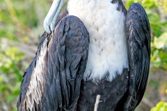 Great Frigatebird [Fregata minor ridgwayi] 