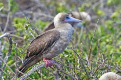 Red-footed Booby [Sula sula websteri] 