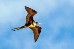 Great Frigatebird [Fregata minor ridgwayi] 