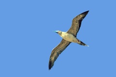 Red-footed Booby [Sula sula websteri] 
