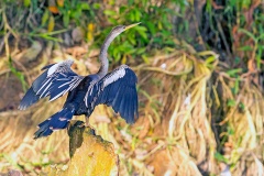 Anhinga [Anhinga anhinga leucogaster] 
