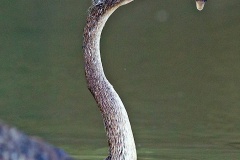 Anhinga [Anhinga anhinga leucogaster] 