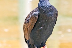Bank Cormorant [Phalacrocorax neglectus]