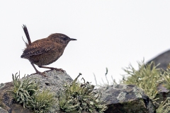 Eurasian Wren [Troglodytes troglodytes zetlandicus]