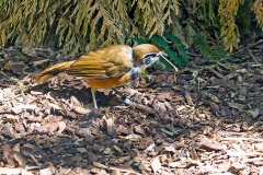 Greater Necklaced Laughingthrush [Pterorhinus pectoralis]