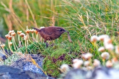 Eurasian Wren [Troglodytes troglodytes zetlandicus]