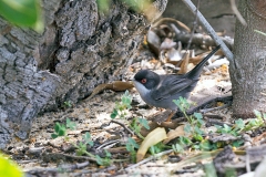 Sardinian Warbler [Curruca melanocephala melanocephala]