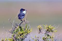Sardinian Warbler [Curruca melanocephala melanocephala]