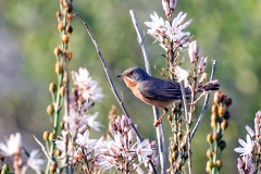 Western Subalpine Warbler [Curruca iberiae]