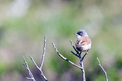 Spectacled Warbler [Curruca conspicillata conspicillata]